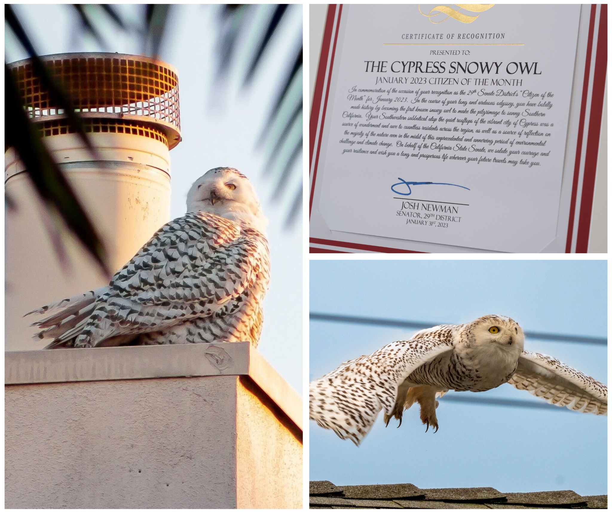 Cypress Snow Owl